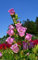 Rosa Glockenblume, Campanula mittelgroß, Tasse und Samenuntertasse