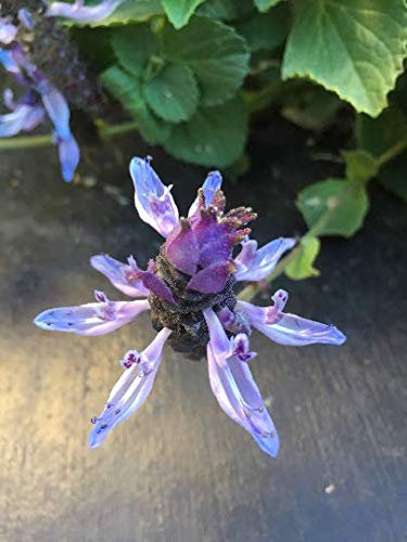 PLAT FIRM GERMINATIONSAMEN: Furchtsame Katzenanlage - Coleus Canina - Plectranthus Caninus - zwei Stecklinge