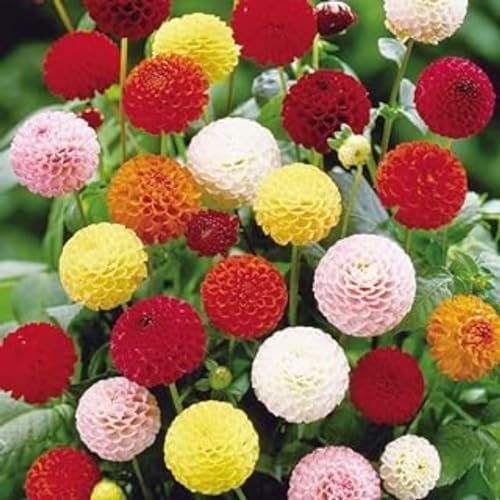 Dahlien zwiebeln,Winterharte,dalienknollen winterfest bienenfreunlich,dahlien knollen winterhart MehrjäHrig,dahlien knollen,dahlien knollen großblumig,dahlienknollen kaufen.-2 zwiebeln-E