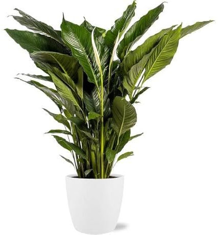 Spathiphyllum Sweet Sebastiano Einblatt – Zimmerpflanze Ø24cm – ca. 110cm hoch – Mit Topf Brüssel Weiß Ø25x23cm – Elegante Friedenslilie – Für hellen bis halbschattigen Standort