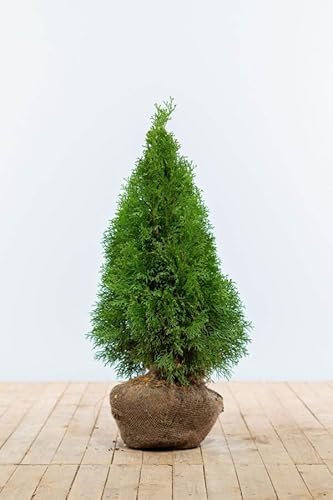 Lebensbaum ‚Smaragd‘ – Thuja occidentalis – Heckenpflanze – Auswahl der Höhe 60–225 cm – immergrün & robust – ideal für dichte Hecken und Sichtschutz (Variante 60-80cm)