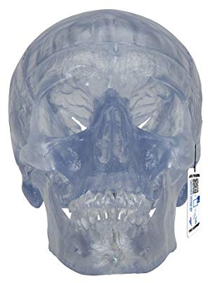 3B Scientific Menschliche Anatomie - Transparentes Schädel Modell Klassik, 3-teilig
