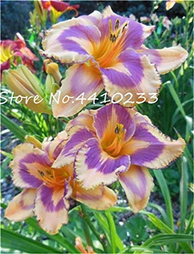 . 100 pcs mixed color tawny daylily bonsai, covered flower pot seedsingm, rare hybrid color Hemerocallis New Day Lily Garden program: 21: Only Seeds
