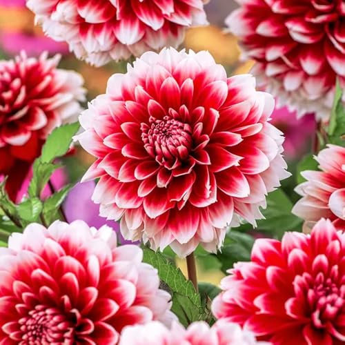 1 Dahlia Fubuki Red & White – Extra Large Perennial Bulb – Stunning, Radiant Blooms for Your Garden – Perfectly Grown for UK Climate