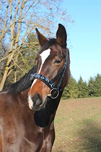 Kerbl Leder, Exklusiv WB, Incl. Gebissriemen Kappzaum, Schwarz, Warmblut