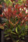 Photinia fraseri 'Little Red Robin' 20-30 cm - Glanzmispel, rote Blattaustriebe, immergrün, ideal für Hecken und Kübel, pflegeleicht und winterhart
