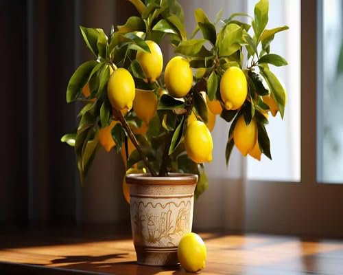 60 graines de citronnier