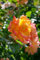Rosa 'Sahara' - Beetrose, apricotfarbene Blüten, Blütezeit Juni-Oktober, ideal für Beete, pflegeleicht und winterhart