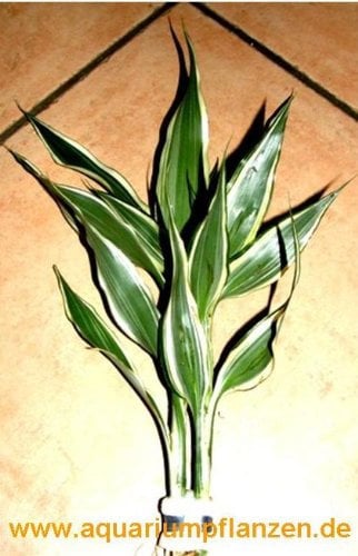 5 Bunde Dracenae sanderiana weiss grü. Drachenbaum