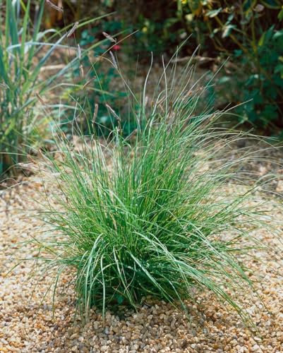 Bouteloua gracilis 9x9 cm Topf – Winterhart, Mehrjährig, Pflegeleicht – Moskitogras – Ziergras für Steingarten & Präriebeet