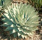 AGAVE parryi, rara pianta succulenta mescal secolo semi giardino esotico 100 SEMI