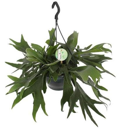 Felce di corna – Platycerium Bifurcatum – Pianta d'appartamento – Ø 21 cm – 50 cm