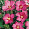 Hibiskus Garteneibisch Woodbridge - Hibiscus syriacus - winterhart und mehrjährig - 1 Zierstrauch von Garten Schlüter - Pflanzen in Top-Qualität 40-60 cm