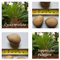 Japanischer Palmfarn - 3 Samen - Cycas revoluta - frosthart !!