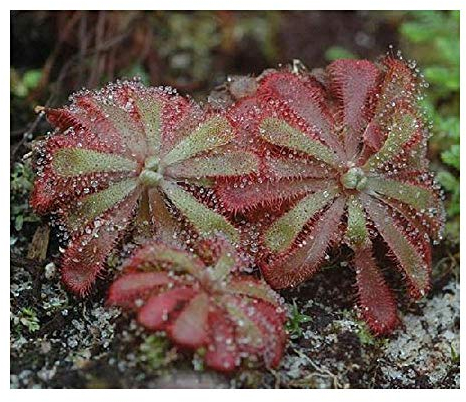 Drosera natalensis - Sonnentau - fleischfressende Pflanze - 5 Samen