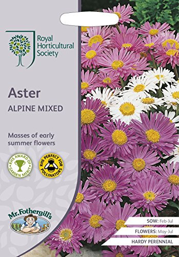 Mr Fothergills - Flower - RHS Aster Alpine Mixed - 250 Seeds