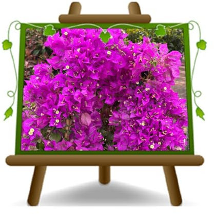 Bougainvillea Motorsense Violett Pflanzen Ornament Vase 19 cm