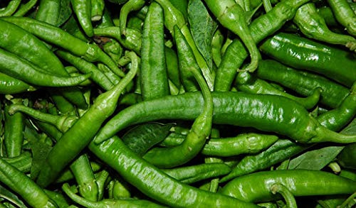 piantine da orto piantine di pomodori a citta' e pulecenella (peperoncino dolce verde per friggere 10 piante)