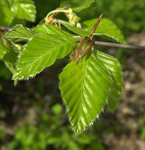 Rotbuche 100-125cm - Fagus sylvatica - lebende Gartenpflanze aus den Baumschulen