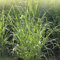 40 pcs rutenhirse samen - winterharte kübelpflanzen (Panicum virgatum) stauden winterhart mehrjährig samen zimmerpflanzen, biosaatgut ziergräser winterhart indoor garden, geschenke