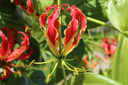 GLORIOSA SUPERBA, RUHMESKRONE, SCHMUCKLILIE, FEUERLILIE, PRACHTLILIE, letter, winterhart