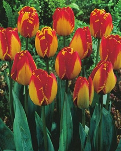 Tulpen Banja Luka Tulpenzwiebeln (50 Blumenzwiebeln)