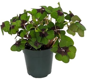 Trébol de 4 hojas Oxalis tetraphylla Natural Planta de la Suerte