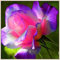 Winterhart Mehrjährig Rosenzwiebeln Rosen Pflanzen Winterhart Rosen Zwiebeln Winterhart Mehrjährig Schönes Bepflanzen von Staudengärten-2zwiebeln-c