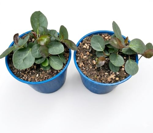 2 PIANTE DI CAPPERO VASO CM 14, UNA PIANTA MODIPITRE