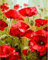 WOWDECOR DIY Malen nach Zahlen für Erwachsene Kinder Mädchen, Rot Mohn Blume 40x50cm Vorgedruckt Leinwand-Ölgemälde (ohne Rahmen)