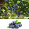 Blueberry Bush 'Powder Blue' Plant in 9cm Pots - Reliable and Heavy Cropping - Vaccinium Plants (Environment Friendly Packaging)