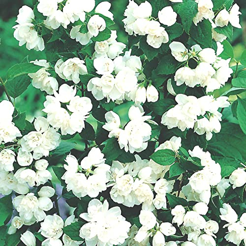 Gefüllter Gartenjasmin 'Schneesturm' (im Container)