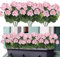 Weldomcor Künstliche Blumen, 3 Bündel im Freien und Innen Gefälschte Geranie, Seide Blumen Dekoration Faux UV-beständige Geranienbusch für Hängende Garten Veranda Fenster Box Dekor, Hellrosa
