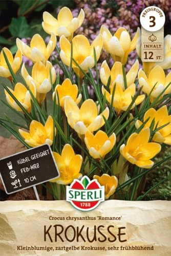 Sperli Wildkrokus Romance 459234 - Krokusse Zwiebeln winterhart mehrjährig, Blumenzwiebeln für Präriegärten, zartgelbe Blüten, ideal für Hausgarten und Kübel