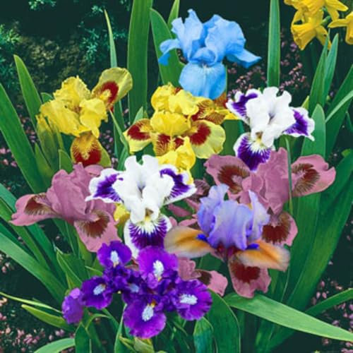 Iris Bulbos Bulbos De Iris Bulbos De Flor Iris Iris Versicolor Bulbos OtoñO Iris SchöNe BlüTen, EingebüRgert, Schwere BlüTenbläTter, Lange BlüTezeit, Leicht Anzubauen.-4bulbs-J