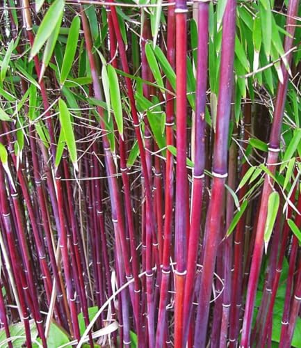 BALDUR Garten 2x Roter Bambus 'Chinese Wonder' winterhart, im 13 cm-Topf | Fargesia jiuzhaigou No.1 bildet keine Wurzelausläufer, schnell wachsende Pfanzen, pflegeleicht