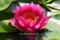 Mühlan Wasserpflanzen 1 SEEROSE der Sorte James Brydon, rote Blüte