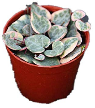 KINGDUO Egrow 100Pcs/Bag Ceropegia Suculentas Semillas Semillas De Plantas De Bonsai De Interior Flor Rara De Jardín