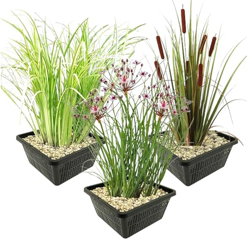 vdvelde.com - Einheimische Uferpflanzen - - Schwanenblume, Kalmoes, Rohrkolben - 12 Pflanzen - Platzierung: -1 bis -20cm