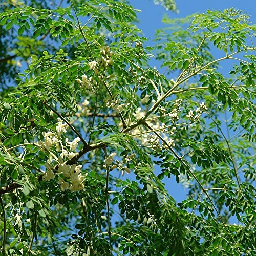 Moringa Seeds (Moringa oleifera) 10 Fresh Rare Organic Moringa Tree Seeds in a Paper Envelope