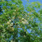 Moringa Seeds (Moringa oleifera) 10 Fresh Rare Organic Moringa Tree Seeds in a Paper Envelope