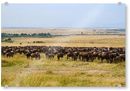 artboxONE Acrylglasbild 30x20 cm Natur Gnus in der Masai Mara Bild hinter Acrylglas - Bild GNU GNU Herde