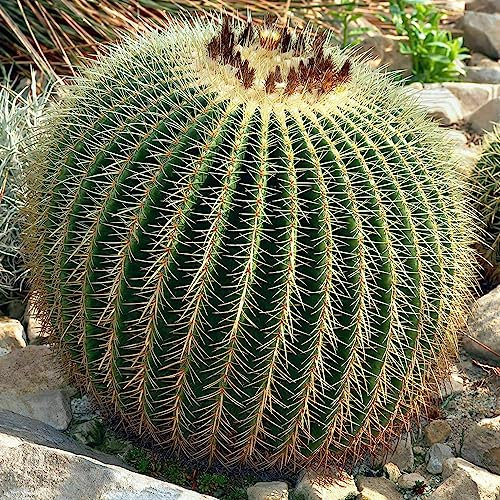 Semi di Echinocactus Grusonii, 50 Pz / borsa Semi di Echinocactus Grusonii Resistente alle correnti d'aria tropicale Grande buon raccolto Semi di cactus barile d'oro per balcone Semi di Echinopsis Tu