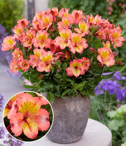 BALDUR Garten Winterharte Alstromeria Incalys® 'Salmon', 1 Pflanze | Neuzüchtung, winterhart bis -8°C, blühender Blickfang von Mai bis Oktober, Lieferung im 12 cm XL Topf