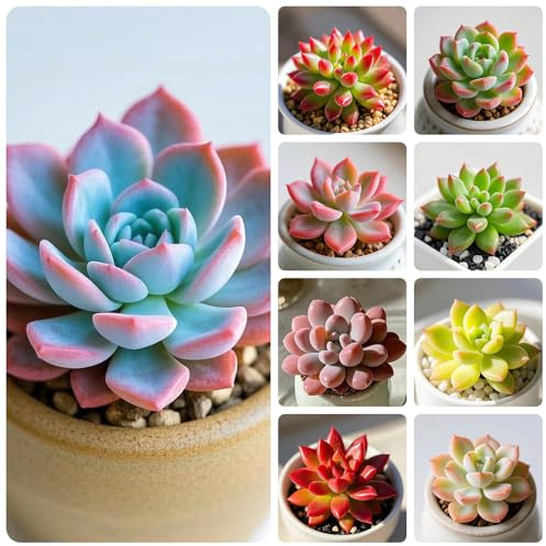 sukkulentensamen kaufen, succulent seltene steingarten winterhart balkon bodendecker mehrjährig 550pcs