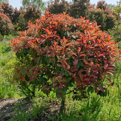 piante da siepe photinia semi di arbusto di pettirosso rosso semi bonsai Red Robin, piante da siepe a crescita rapida resistenti per il giardino resistenti per il giardino in vaso 1000pcs