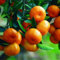 Mandarino Clementino Citrus x clementina pianta innestata in vaso Agrumi di Sicilia, Made in Italy, Vivaio di Castelletto