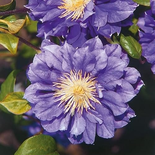 Clematis Kiri Te Kanawa 1L - Garten Pflanzen mit schönen Blüten - Die perfekte Dekoration für Ihr Grundstück - Für Anfänger und professionelle Gärtner - Garten Wanddekoration Für alle Jahreszeiten