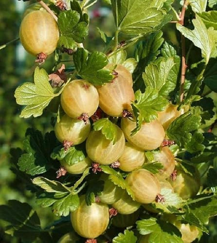 Stachelbeere Hinnonmäki gelb große süße Früchte platzfest Hochstamm