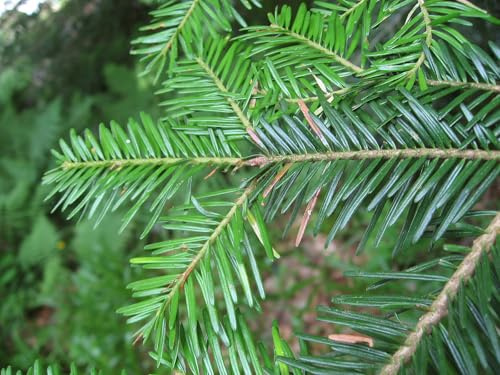 Weißtanne -Abies alba 10.000 Samen